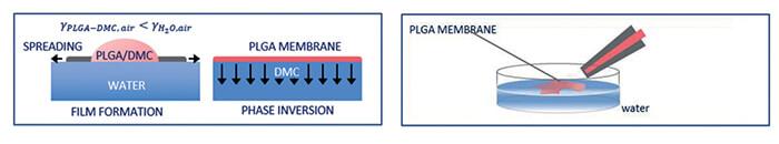 Packaging process on an aqueous surface: the formation of the membrane develops in two phases, the release of a polymeric solution based on PLGA/DMC and the subsequent extension of the polymeric film (spreading) due to the combined effect of surface tension and evaporation of the solvent.