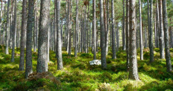 La foresta dell’Associazione Italiana Scatolifici raggiunge i 660 alberi