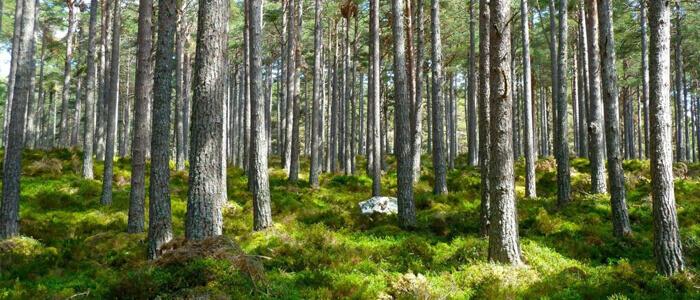 La foresta dell’Associazione Italiana Scatolifici raggiunge i 660 alberi