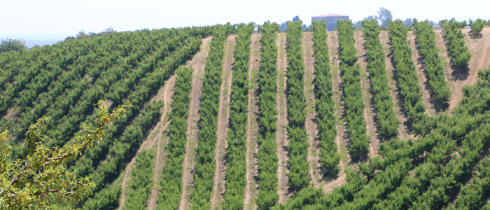 Nasce il nuovo polo del Biologico: al via la partnership Agribologna-Bia