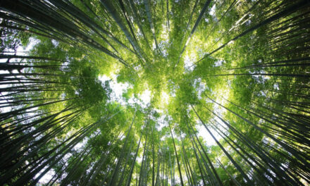 Filiera Carta Grafica, sostegno agli indirizzi G7 su biometano e forestazione