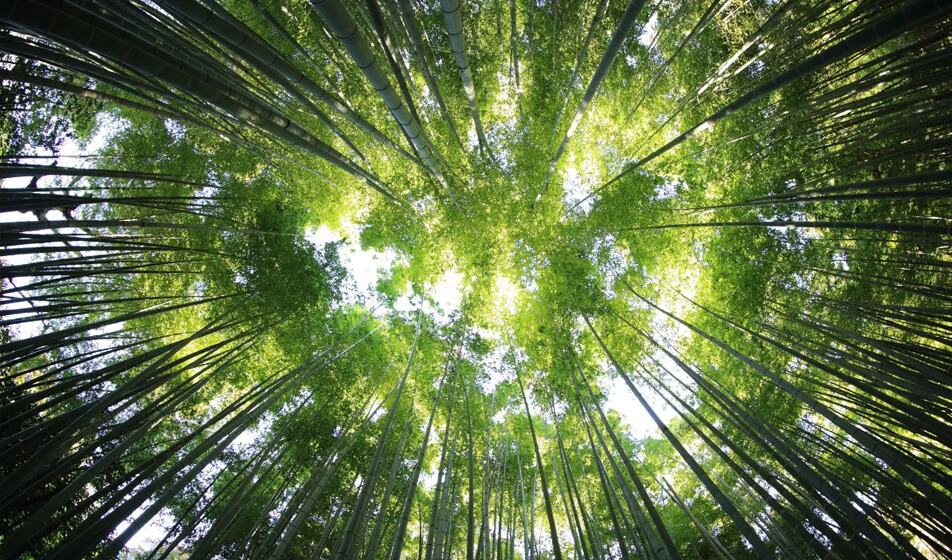 Filiera Carta Grafica, sostegno agli indirizzi G7 su biometano e forestazione