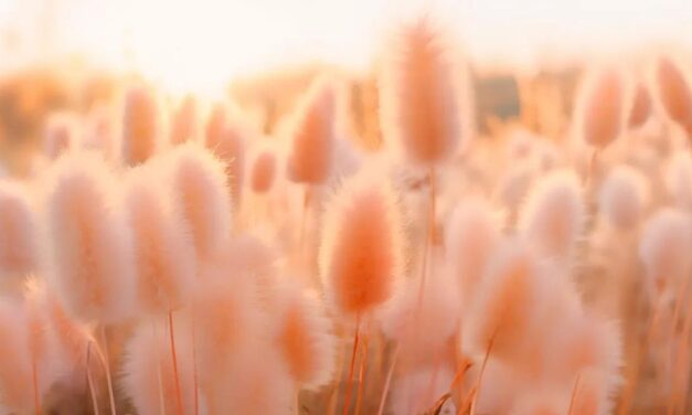 Peach Fuzz 13-1023 is the Pantone Color of the Year