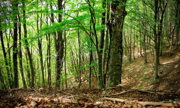 Giornata Internazionale delle Foreste: l’impegno dell’Associazione Italiana Scatolifici