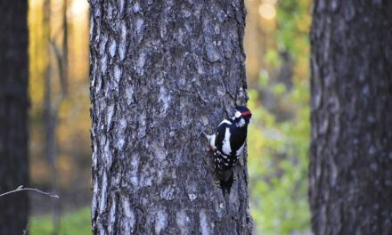 Stora Enso and IUCN launch a science-based framework to enable nature positive forestry