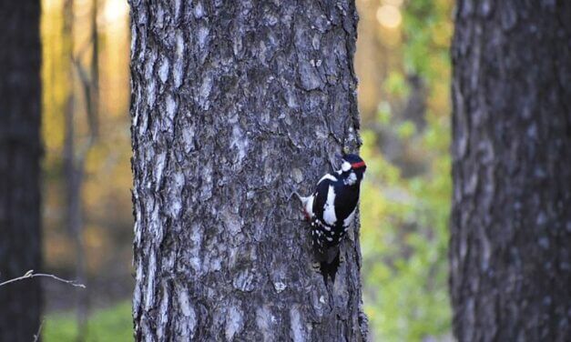 Stora Enso and IUCN launch a science-based framework to enable nature positive forestry