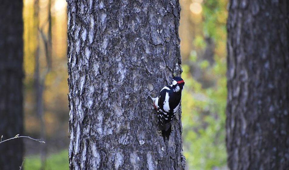 Stora Enso and IUCN launch a science-based framework to enable nature positive forestry