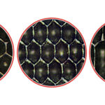 Starlox Plus dagli specialisti dell’incisione anilox – SIMEC GROUP