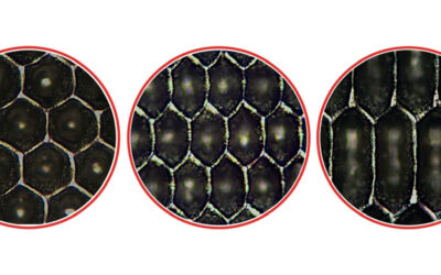 Starlox Plus from anilox specialist – SIMEC GROUP