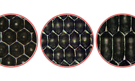 Starlox Plus dagli specialisti dell’incisione anilox – SIMEC GROUP