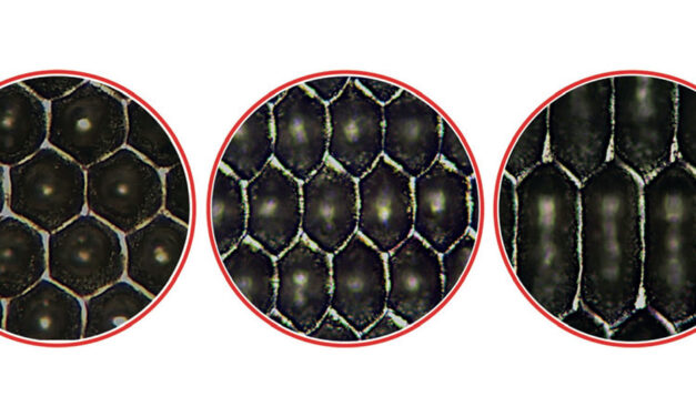 Starlox Plus from anilox specialist – SIMEC GROUP